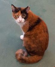 �T���v���摜�c