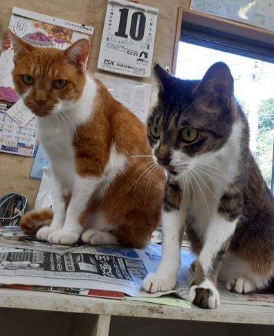 �T���v���摜�c