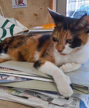 �T���v���摜�c