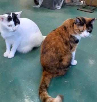 �T���v���摜�c