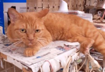 �T���v���摜��