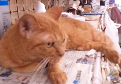 �T���v���摜��