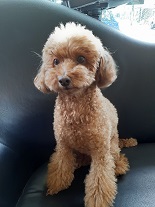 ともだちの家族