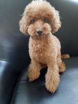 ともだちの家族