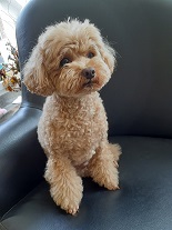 ともだちの家族