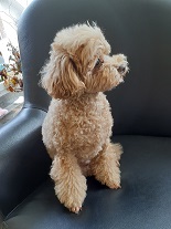 ともだちの家族