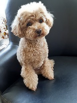 ともだちの家族