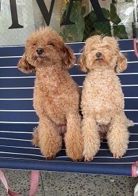 ともだちの家族