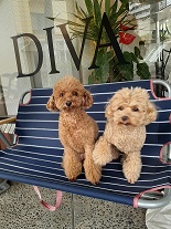 ともだちの家族