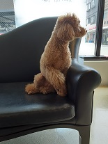 ともだちの家族