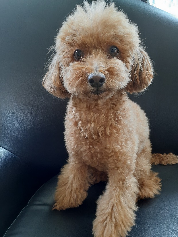 ともだちの家族