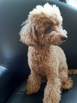 ともだちの家族