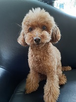 ともだちの家族