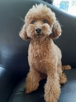 ともだちの家族